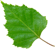 feuille_ui_bouleau