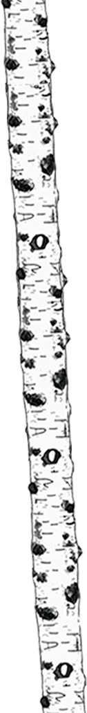 branche_bouleau_eau_vegetale