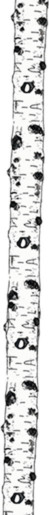 branche_bouleau_eau_vegetale